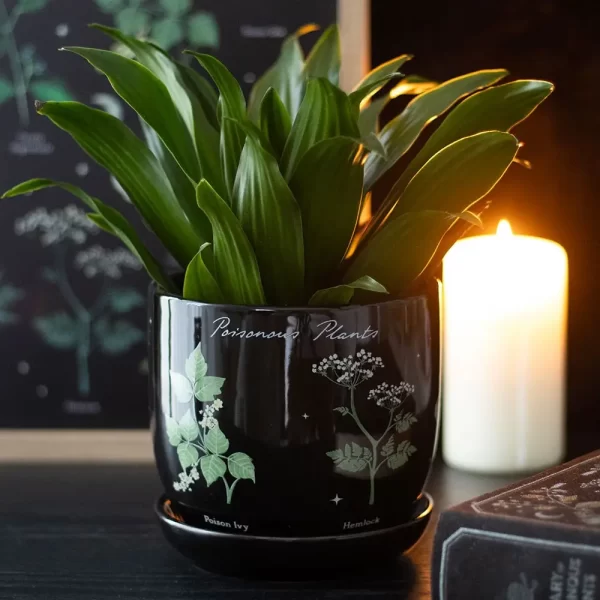 Plantenpot | Giftige Planten – Bild 2