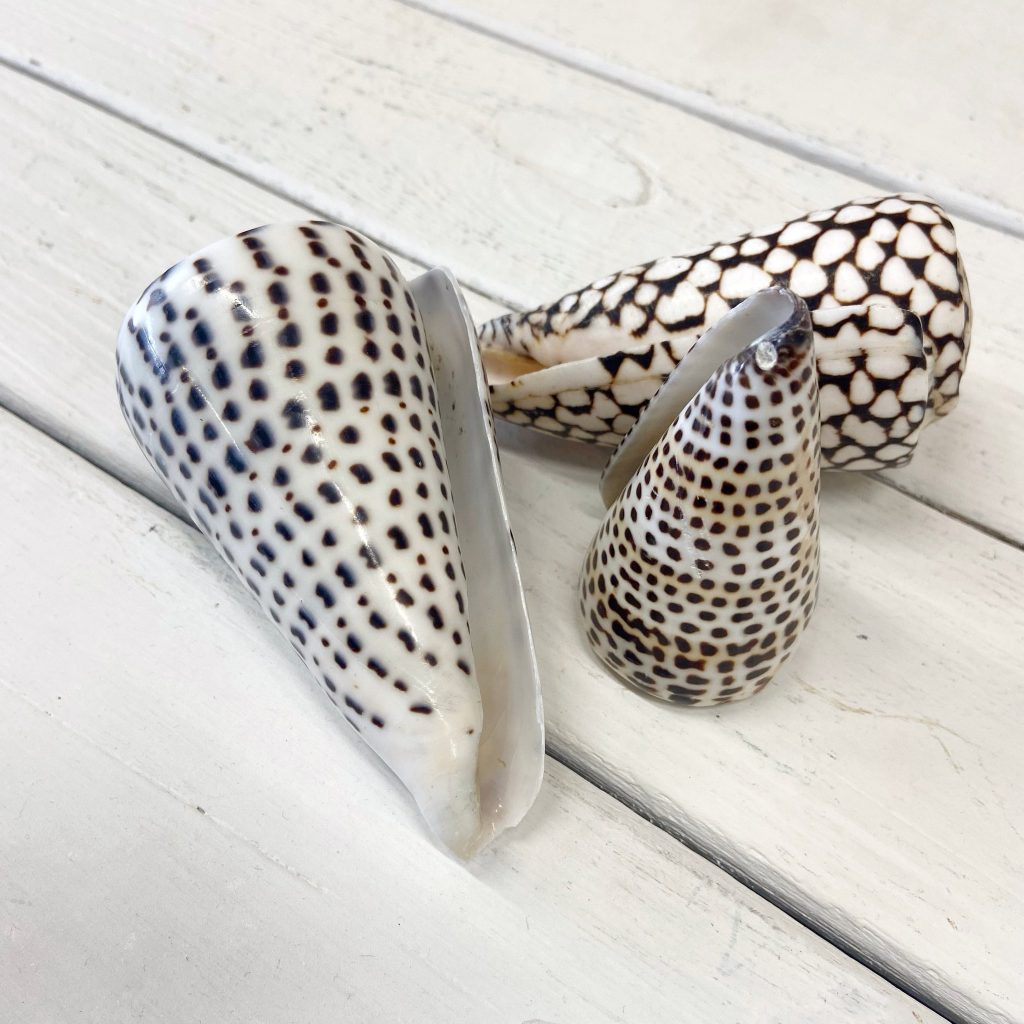 Schelp | Cone | ± 8,5 cm – Bild 2