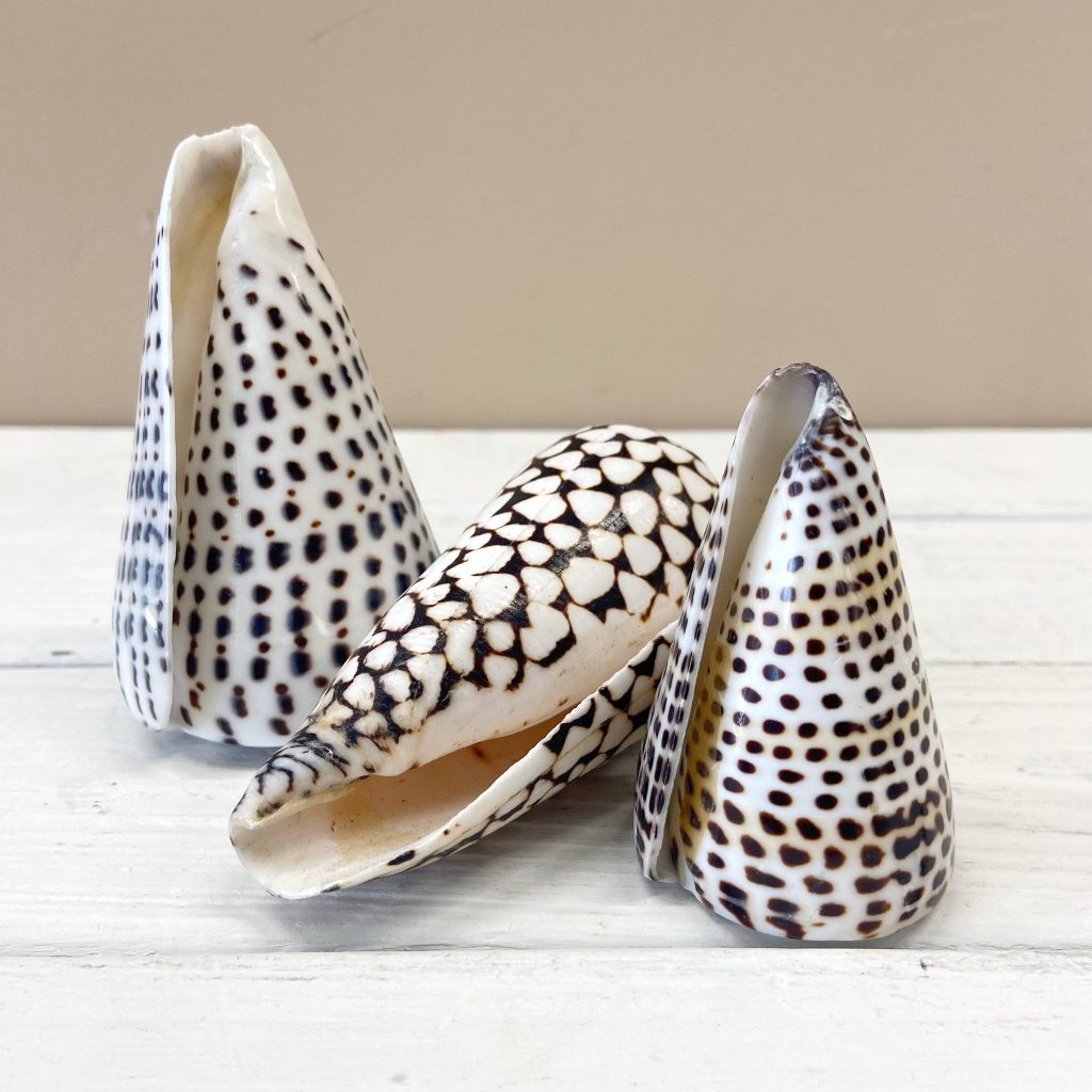 Schelp | Cone | ± 8,5 cm – Bild 3